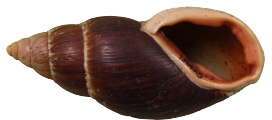 placostylus shell